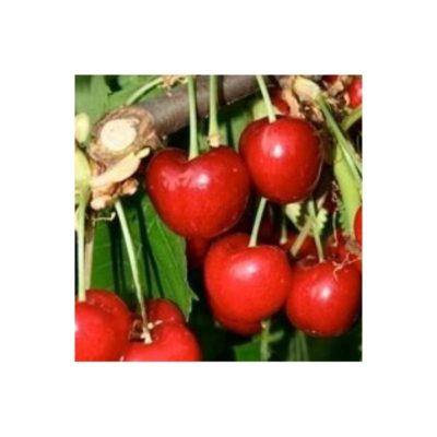 CILIEGIE Italia (Veneto) var. Early Bigi cal. 22-24 - vaschetta 500gr circa - €9,00/kg