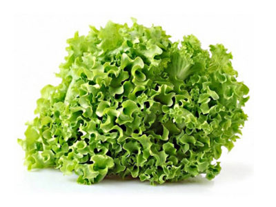 LATTUGA GENTILINA (DI SILVANO) - confezione da 500gr circa - €7,00/kg