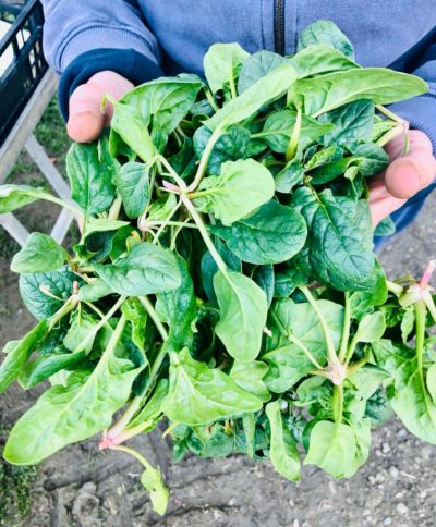 SPINACI (DI CRISTINA) BIO - confezione da 500gr circa - €7.00/kg (Copia)