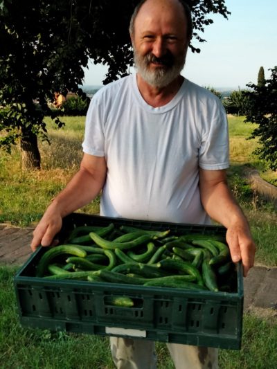 CETRIOLI LUNGHI DI SILVANO Italia cat.2 - confezione da 1kg circa