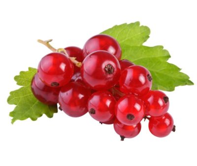 RIBES ROSSO DI MONTAGNA Trentino BIO - vaschetta 125gr