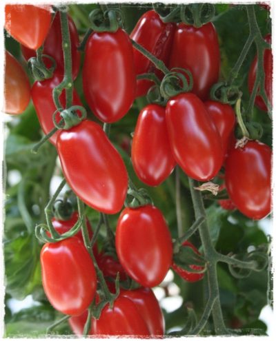 POMODORO DATTERINO (DI AGRIVERDE) BIO - confezione da 500gr circa - €7,80/kg