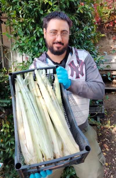 CARDI (DI AGRIVERDE) Itali cat.2 - confezione da 1kg circa