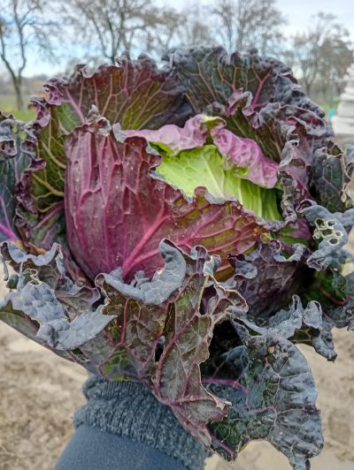 CAVOLO VERZA var. Moretta di Verona (DI ARVAIA) Italia cat.2 - confezione da 1kg circa