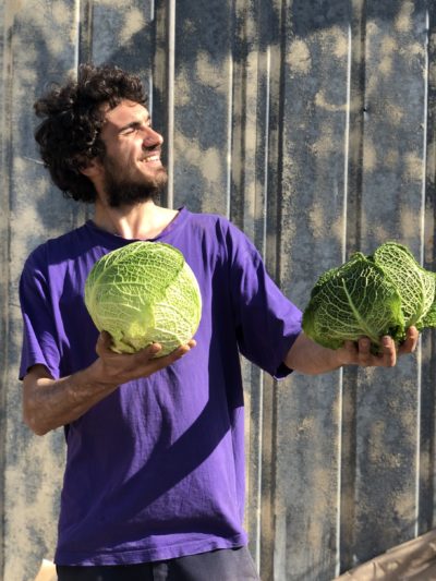 CAVOLO VERZA (DI ARVAIA) Italia cat.2 - confezione da 1kg circa