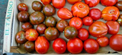 POMODORO DA INSALATA (DI AGRIVERDE) BIO - confezione da 1kg circa
