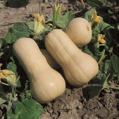 ZUCCA BUTTERNUT (DI ARVAIA) BIO - confezione da 1pz (1.5kg circa )  - € 2.60/kg