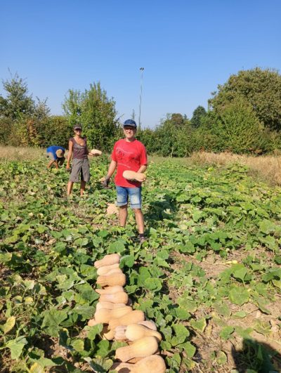 ZUCCA VIOLINA (DI ARVAIA) BIO - confezione da 1pz (circa 1.5kg) - € 2.60/kg