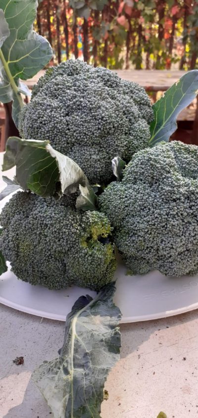 CAVOLO BROCCOLO VERDE (DI AGRIVERDE) BIO - confezione da 1kg circa