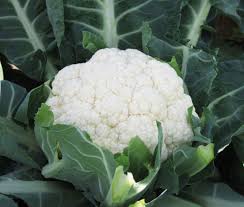 CAVOLFIORE BIANCO (DI ARVAIA) Italia cat.2 - confezione da 1kg circa