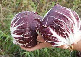 RADICCHIO CHIOGGIA (DI ARVAIA) Italia cat.2 - confezione da 500gr circa - €5.50/kg