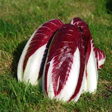 RADICCHIO TREVISO (DI ARVAIA) Italia cat.2 - confezione da 500gr circa - €5.50/kg