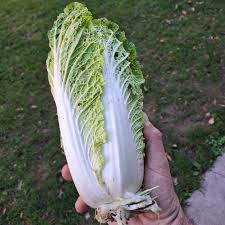 CAVOLO CINSESE (DI SILVANO) Italia cat.2 - confezione da 1kg circa