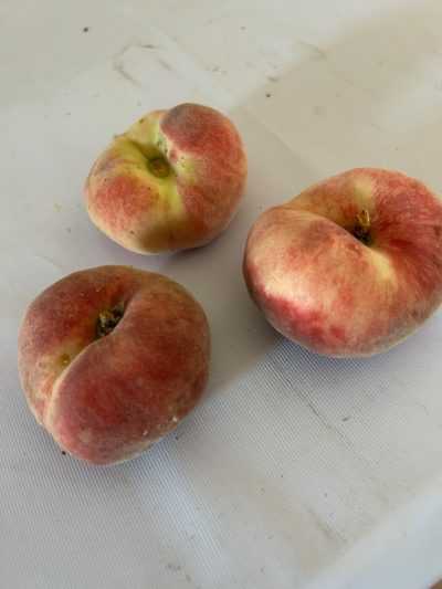 PESCHE BIANCHE PIATTE della Badessa di Ozzano (Italia) - confezione 1kg circa
